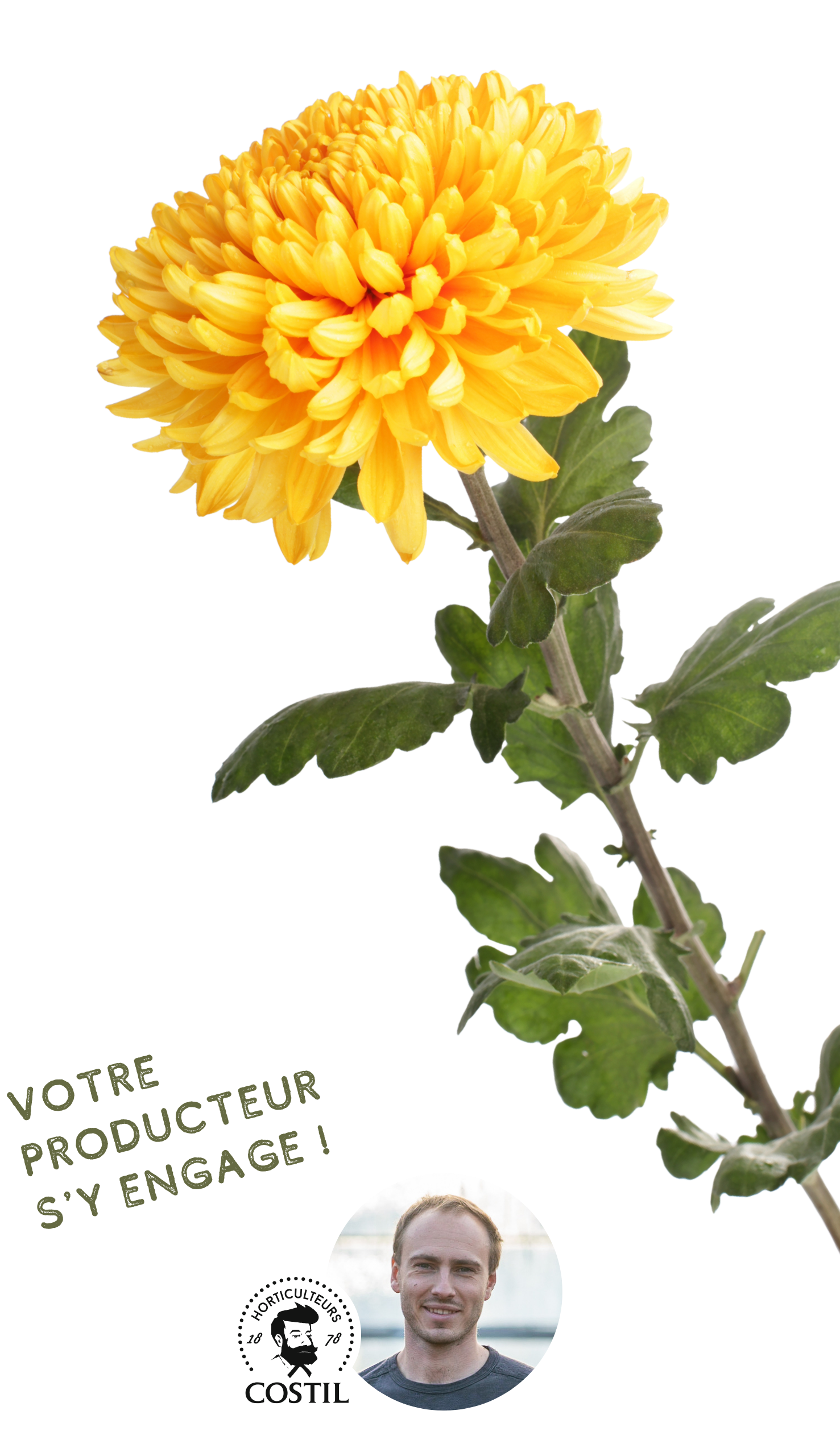 Offre Automne Octobre 3 (Chrysanthèmes)