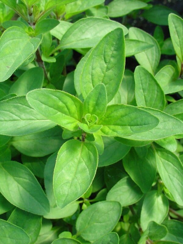 02 Origanum Vulgare Compactum