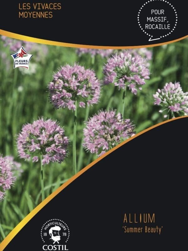 ALLIUM SUMMER 1