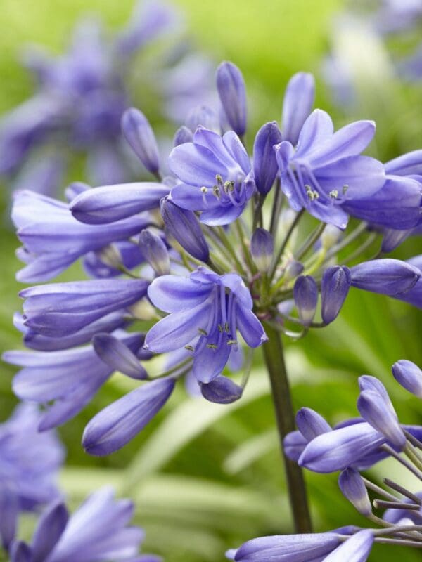 Agapanthus Ever Sapphire 1