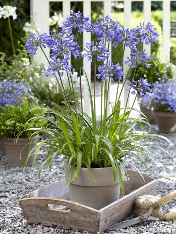 Agapanthus Ever Sapphire 2