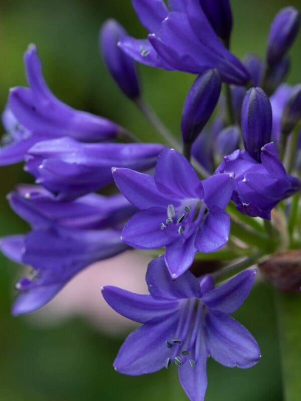 Agapanthus Jessica5 MG 1113