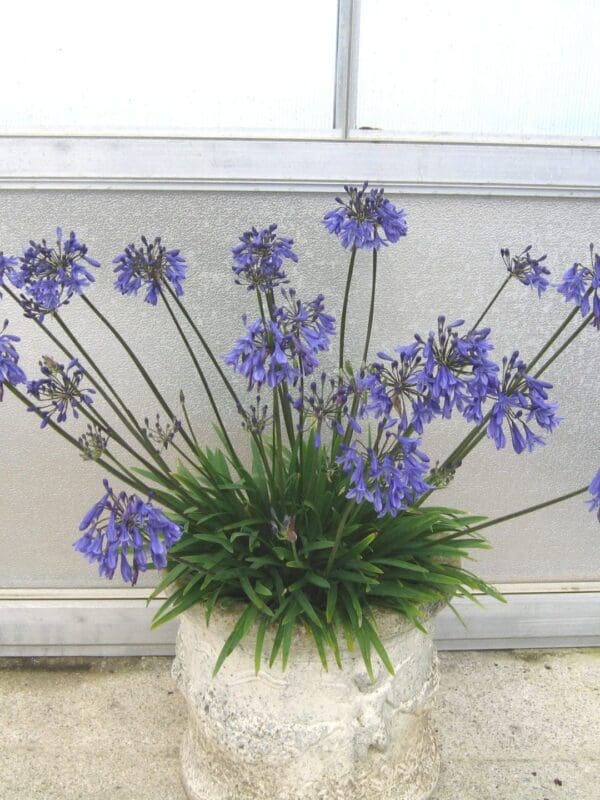Agapanthus Lapis 03.07.08 2