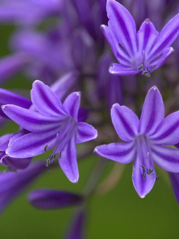 Agapanthus Navy Blue