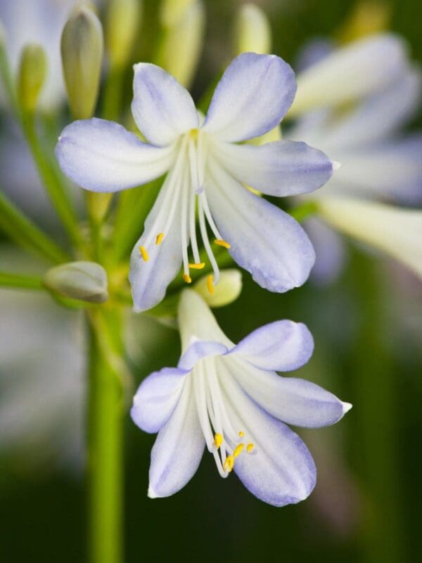 Agapanthus Silver Baby RL