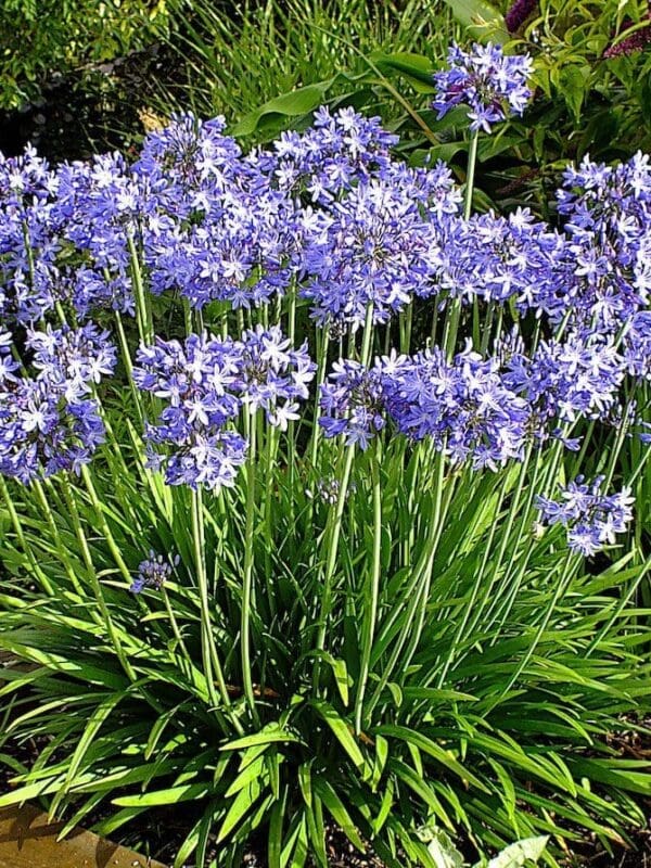 Agapanthus Star Quality garden shot 3 of 3 copie