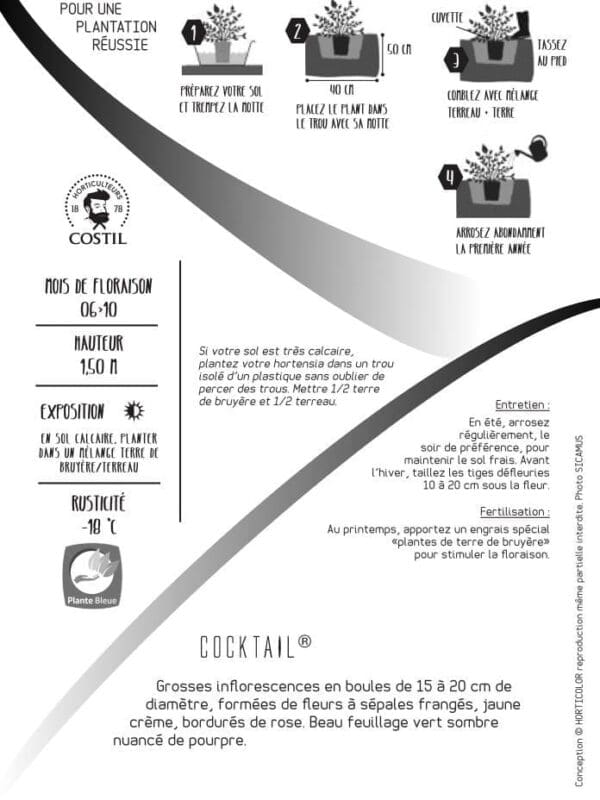 COCKTAIL