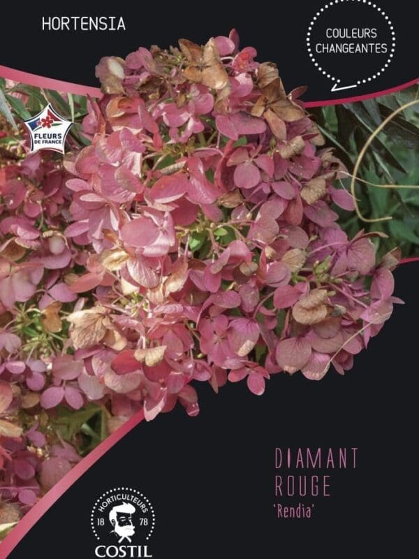 DIAMANT ROUGE 1
