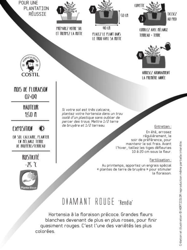 DIAMANT ROUGE