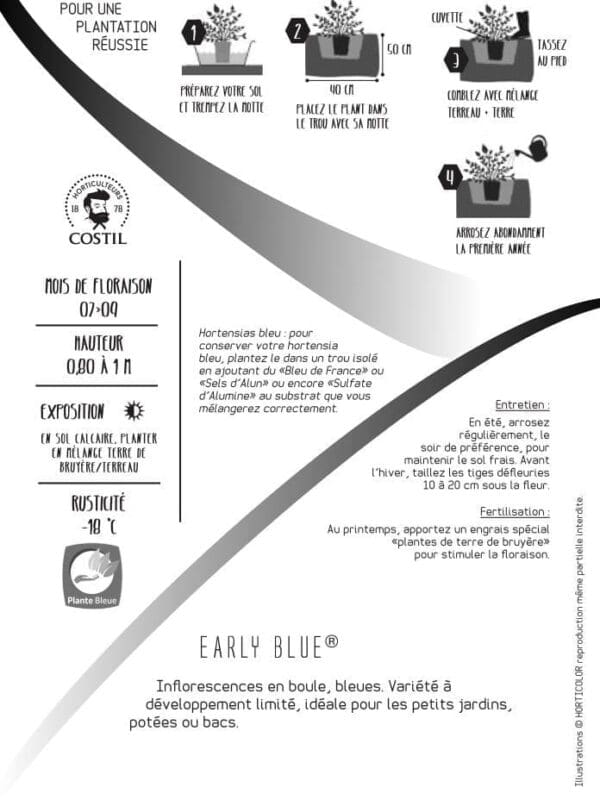 EARLY BLEU