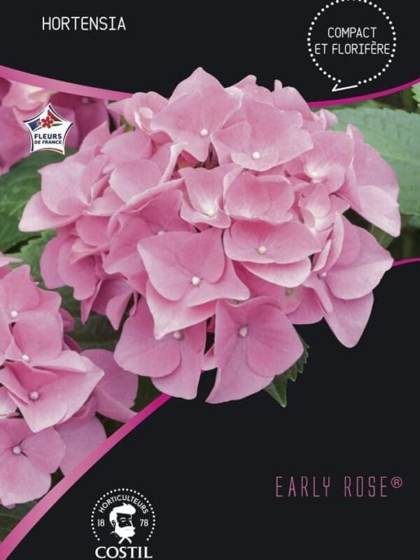 EARLY ROSE