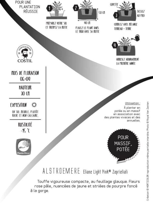 ELIANE LIGHT 1