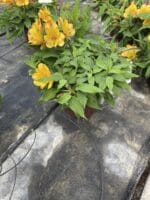 IMG 7514 IMG 7514