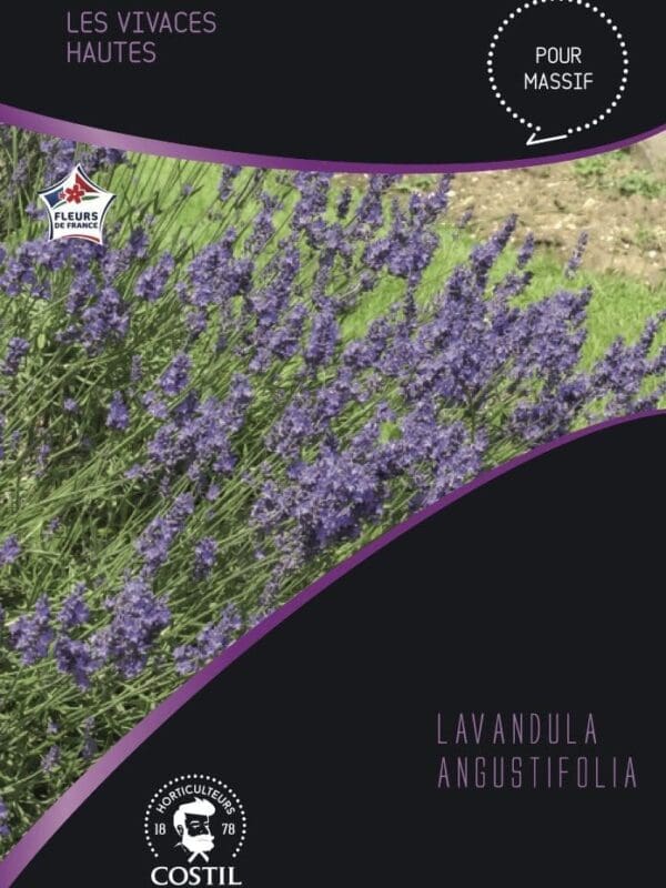 LAVANDE 1