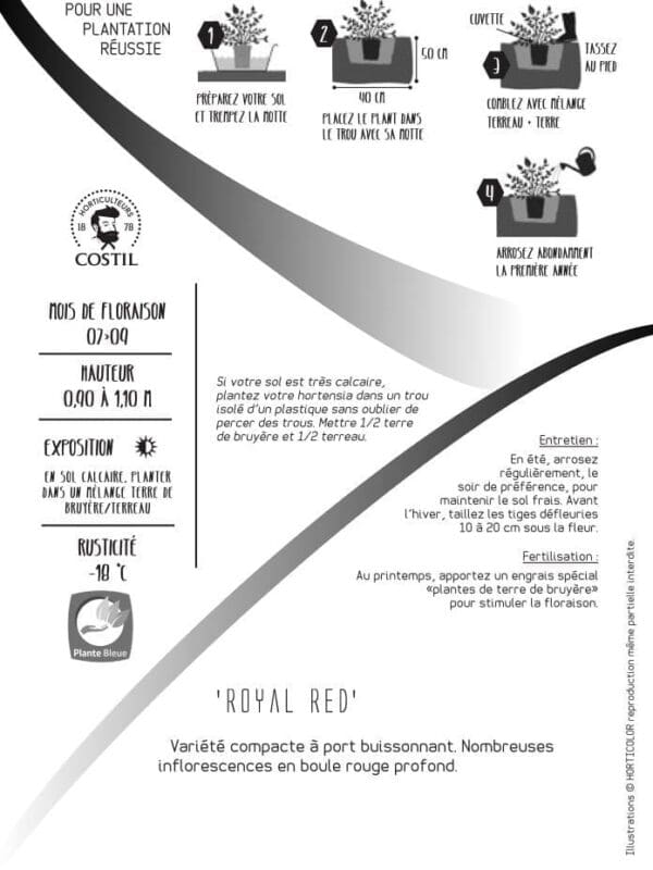 ROYAL RED 1