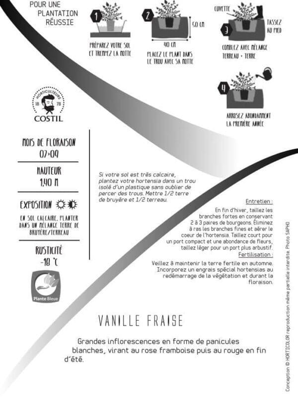 VANILLE FRAISE 1
