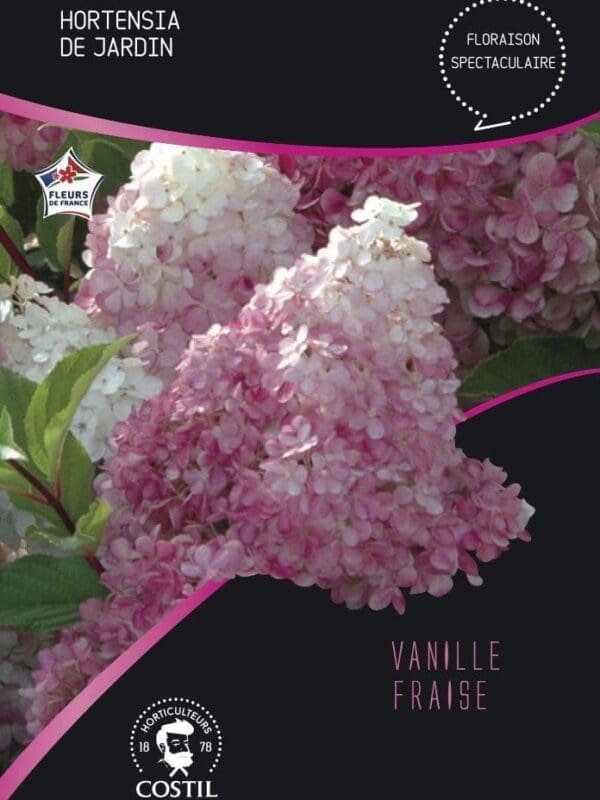 VANILLE FRAISE