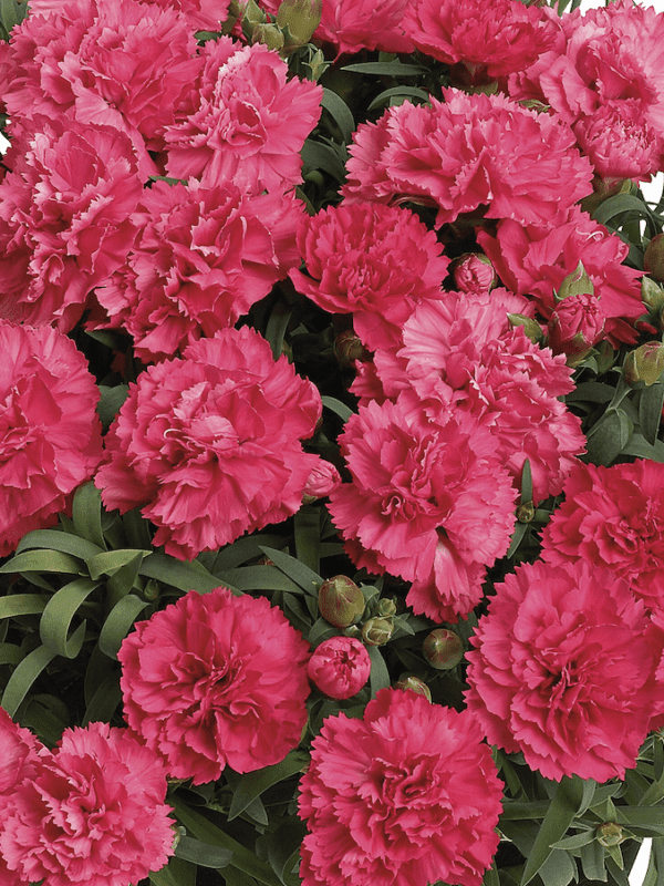 allura sunflor