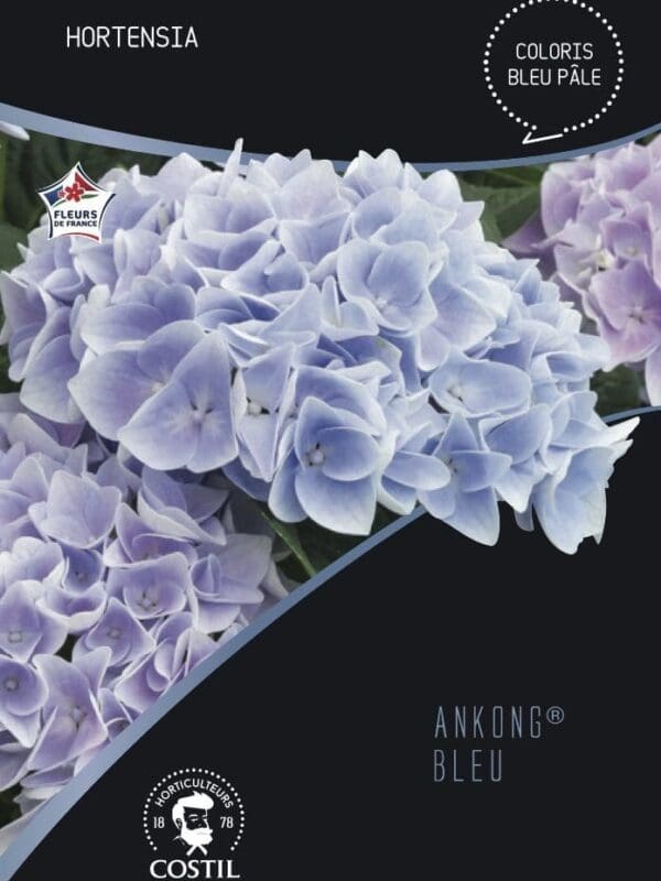 ankong bleu