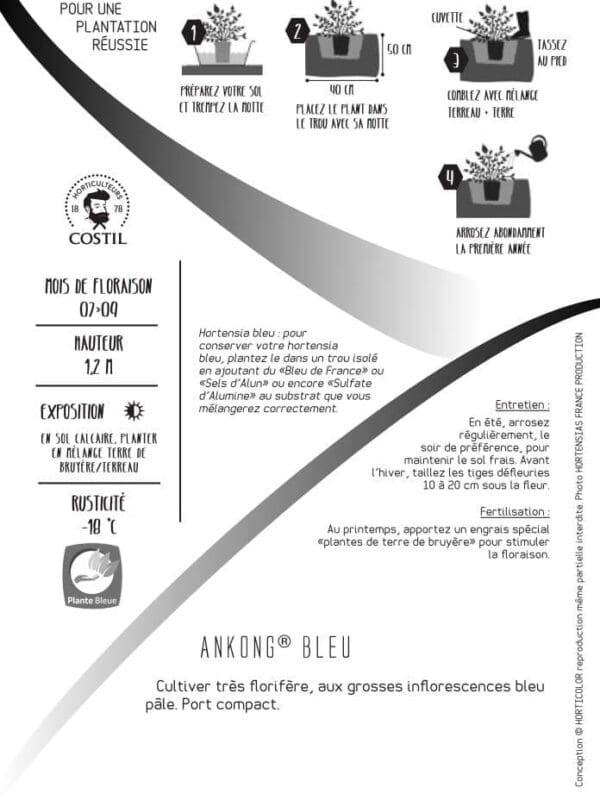 ankong bleu v