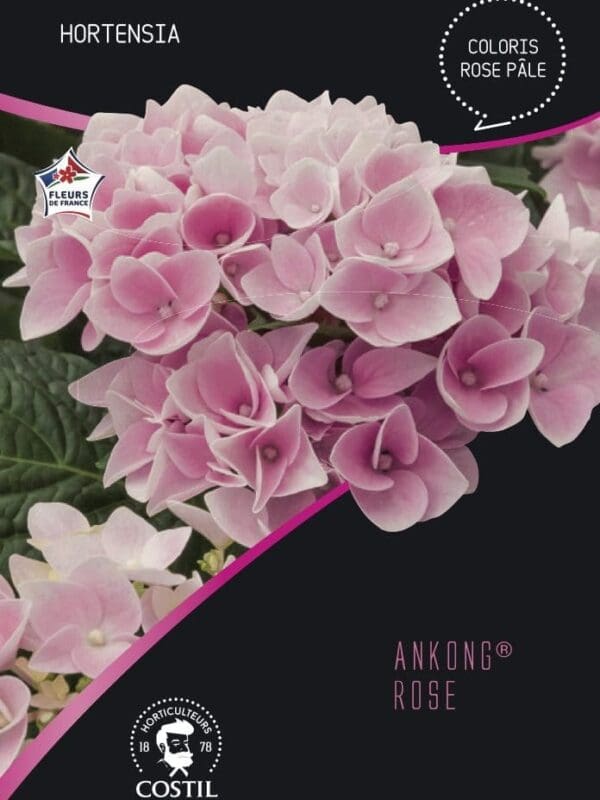 ankong rose
