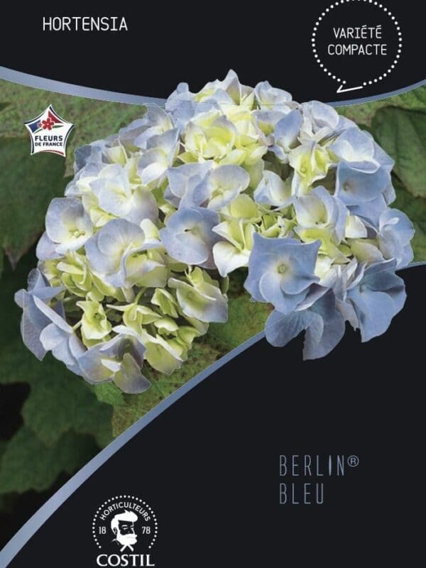 berlin bleu