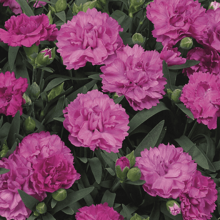 faganza sunflor