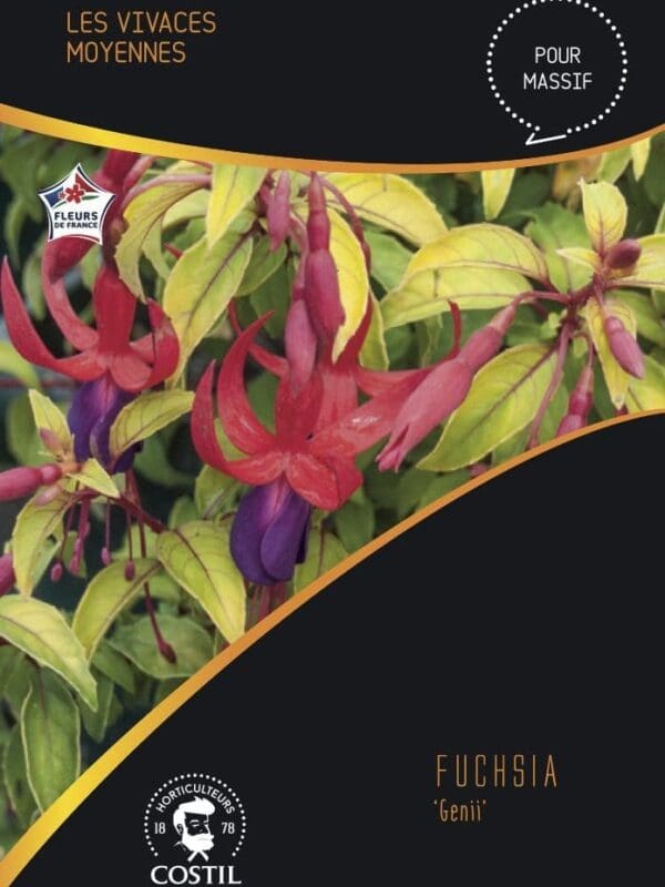 fuchsia genii