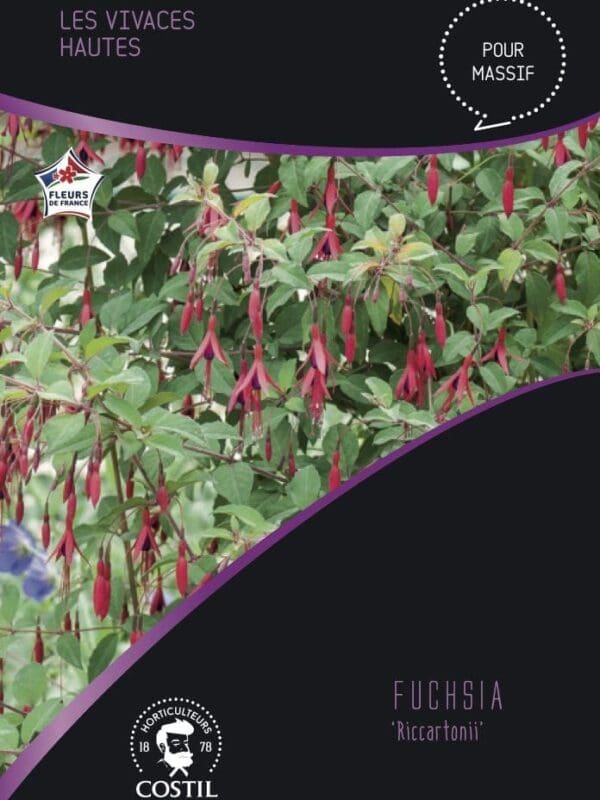fuchsia ricartonii 1