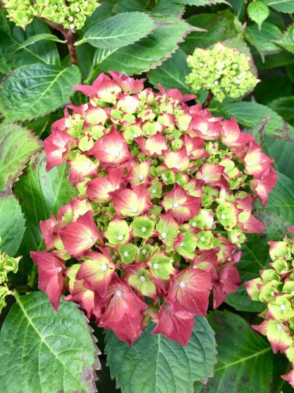 fullsizeoutput 13d8