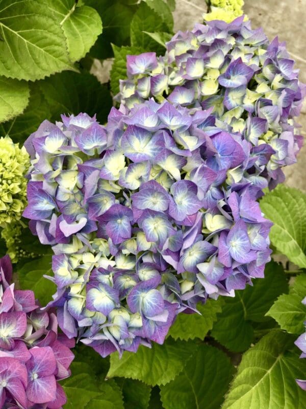 fullsizeoutput 13ea