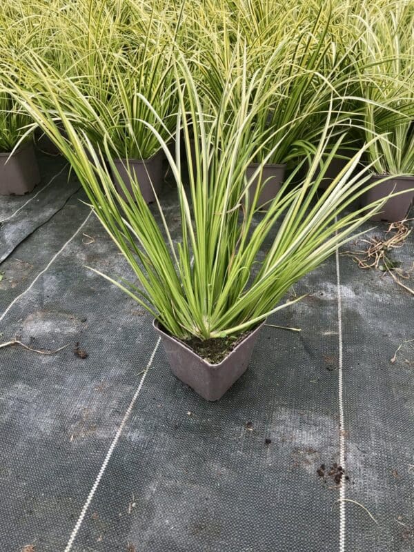 fullsizeoutput 16ae