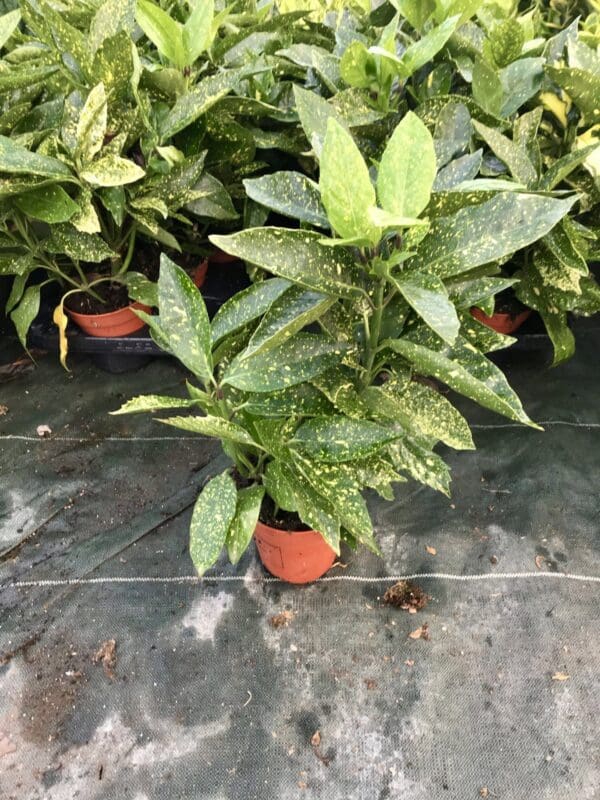 fullsizeoutput 170e