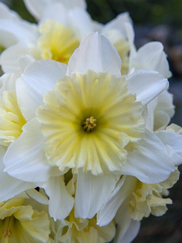 ice follies
