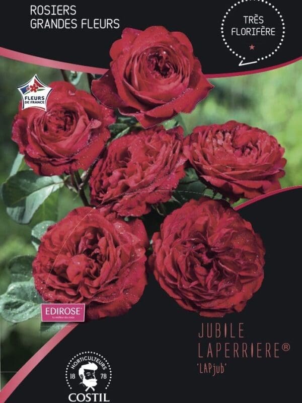 jubile lapaeriere