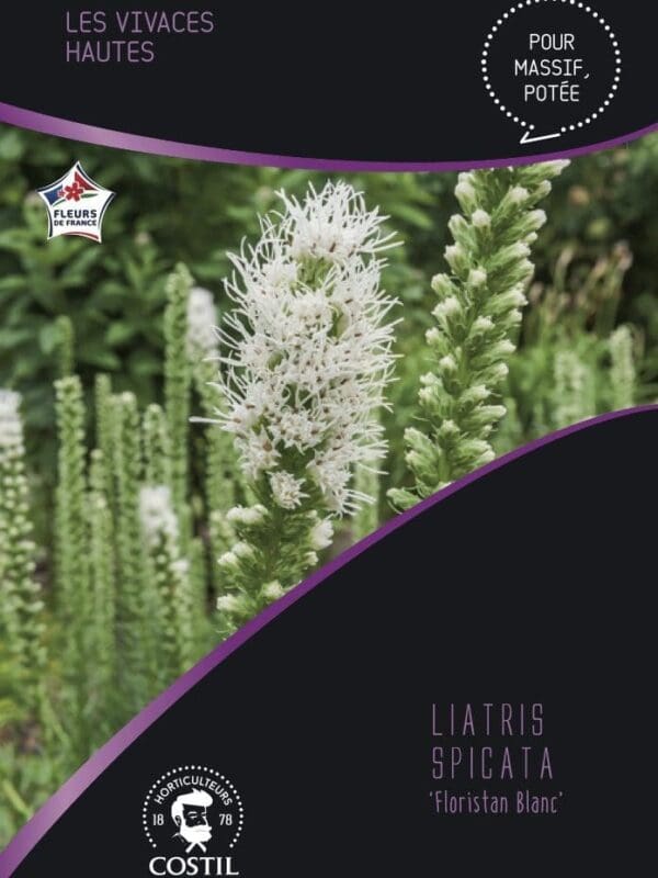 liatris blanc 1