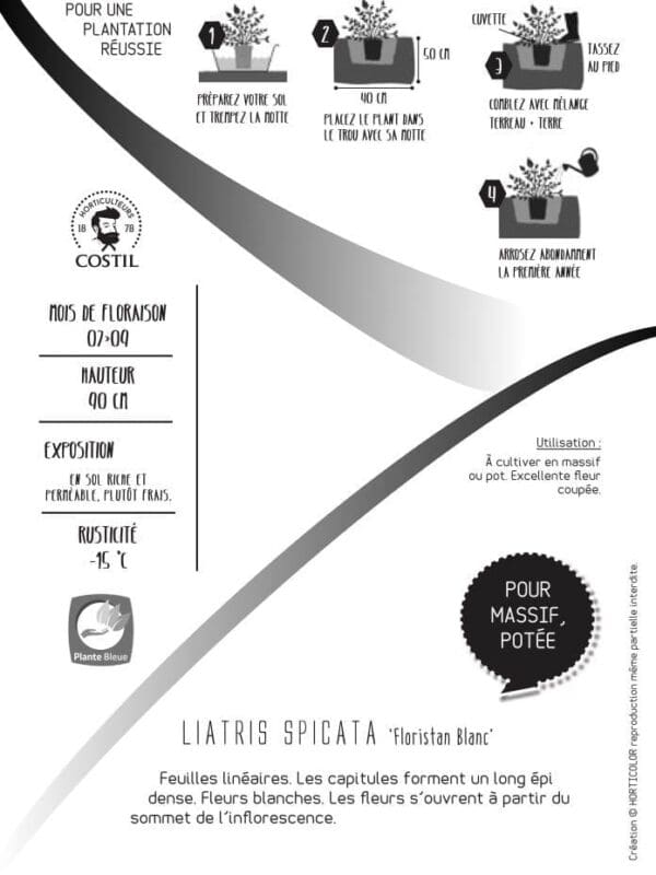 liatris blanc