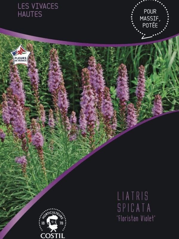 liatris violet 1