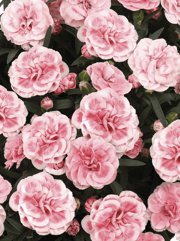 orinoco sunflor