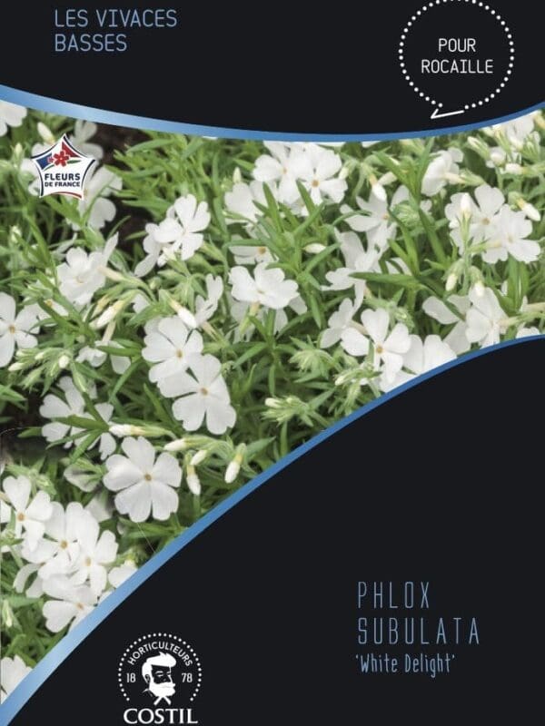 phlox blanc