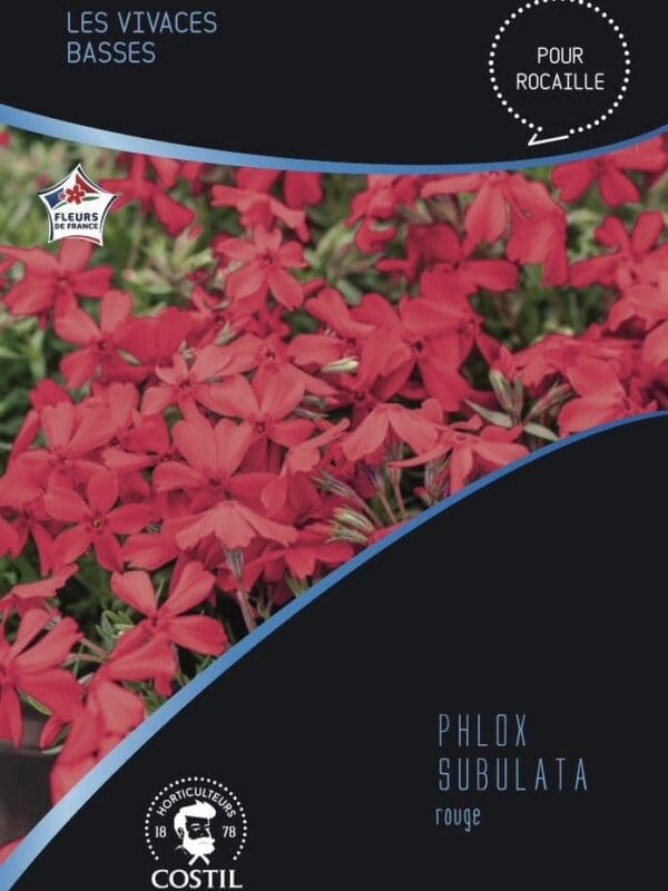 phlox rouge