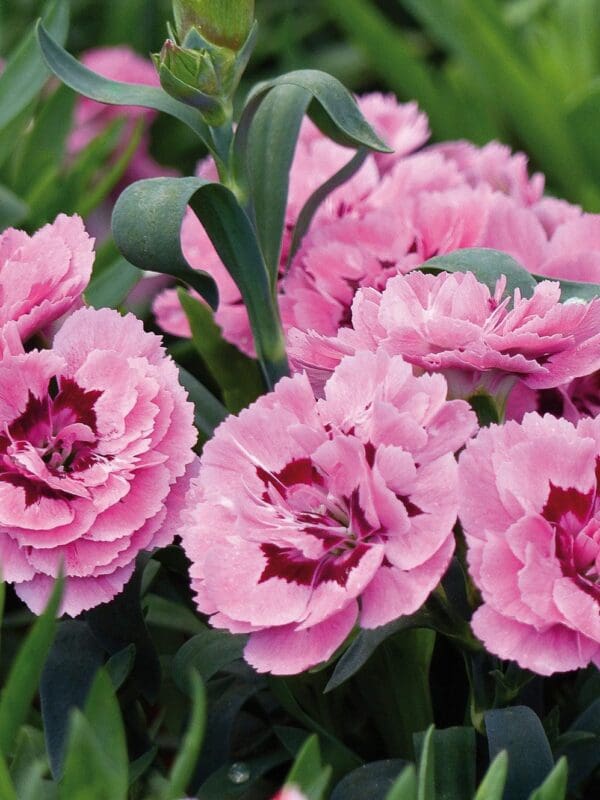 pink and purple oscar