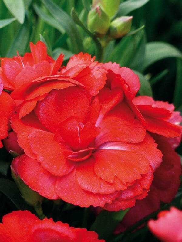 red oscar