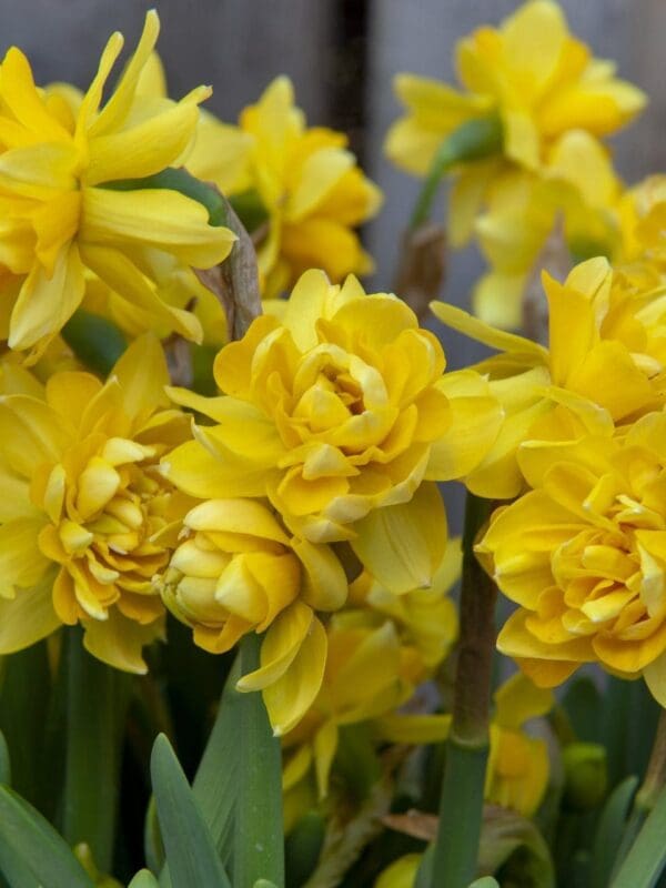 tete bouclee