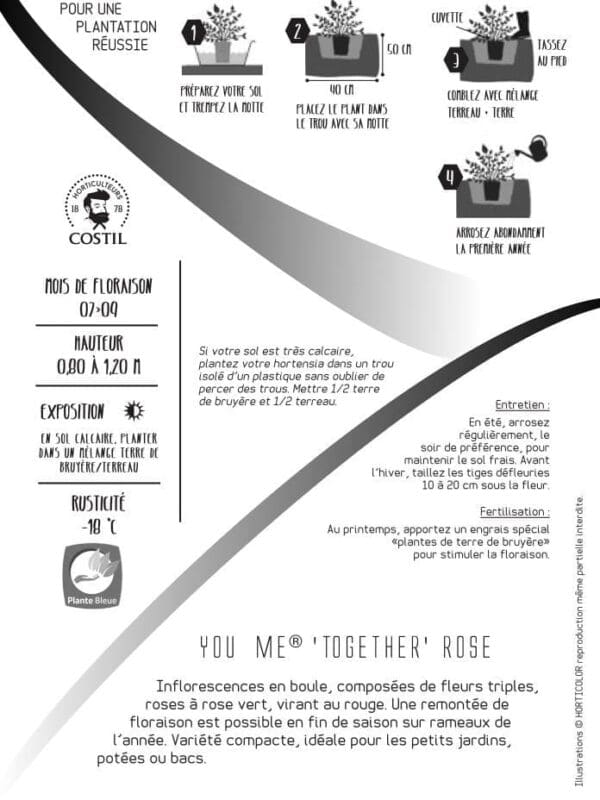 together rose 1