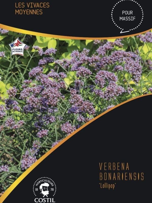 verveine 1