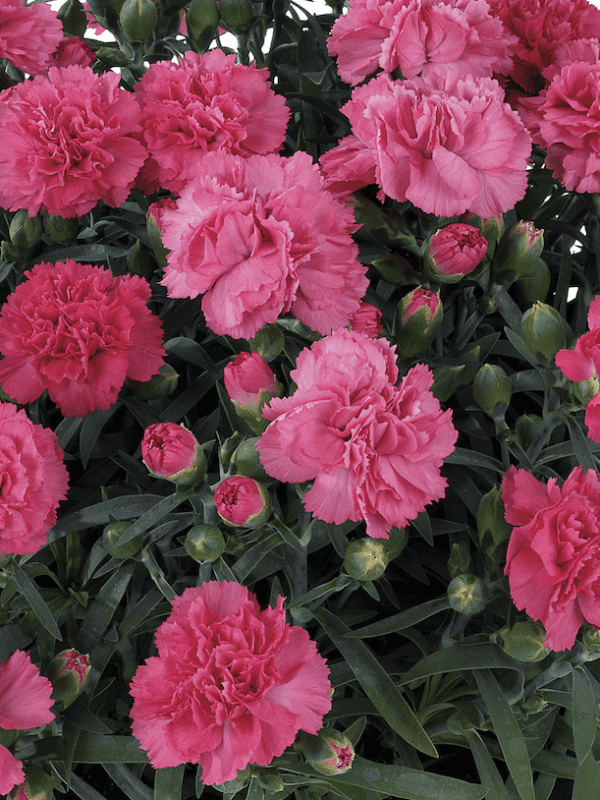 vivre sunflor