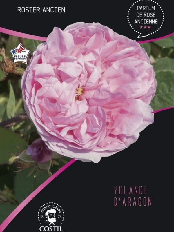 yollande aragon