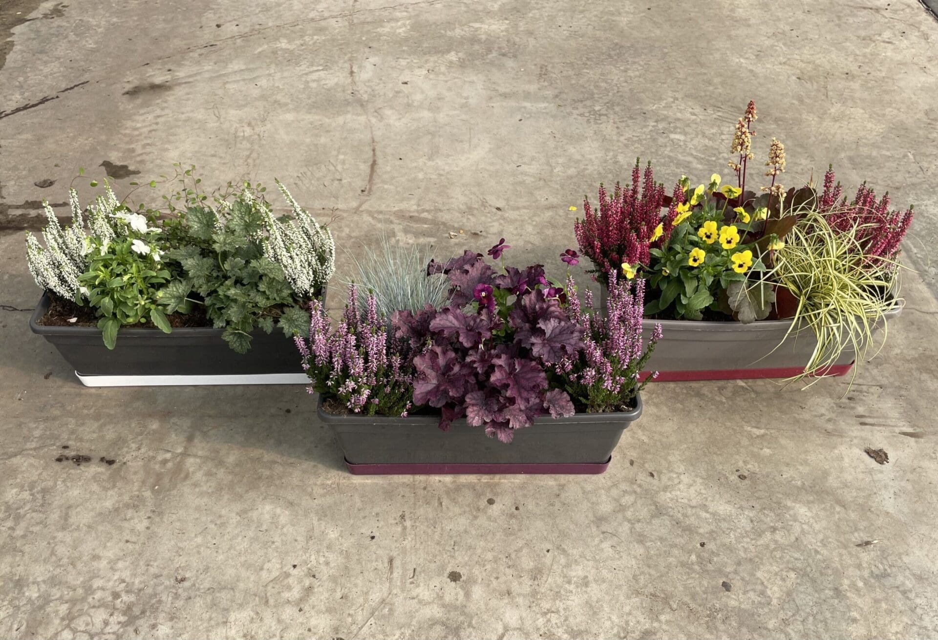 Jardinière Heuchere calluna 40cms Conseils Septembre 2