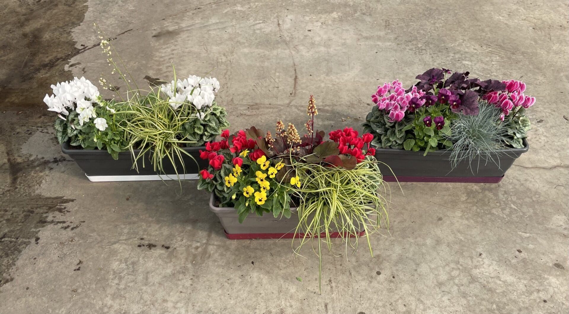 Jardinière Heuchere cyclamen 40cms Conseils Septembre 2